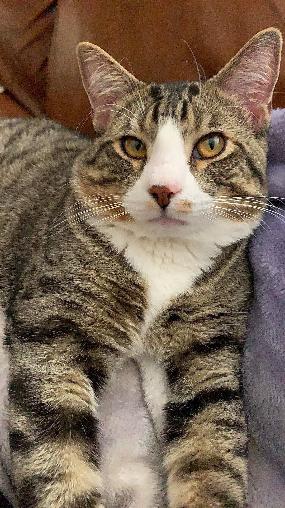 Newt joined the competition — help win amazing prizes! aegean_cat, american_shorthair, american_wirehair, arabian_mau, asian, australian_mist, california_spangled, carnivore, cat, domestic_short_haired_cat, dragon_li, european_shorthair, felidae, kitten, mammal, pixie_bob, small_to_medium_sized_cats, tabby_cat, vertebrate, whiskers