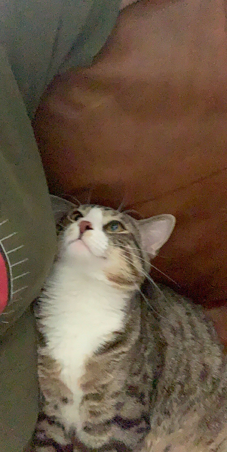 Newt is registered to the contest to win money with this photo: aegean_cat, american_curl, american_wirehair, arabian_mau, asian, carnivore, cat, domestic_long_haired_cat, domestic_short_haired_cat, european_shorthair, felidae, fur, kitten, mammal, norwegian_forest_cat, polydactyl_cat, small_to_medium_sized_cats, tabby_cat, whiskers