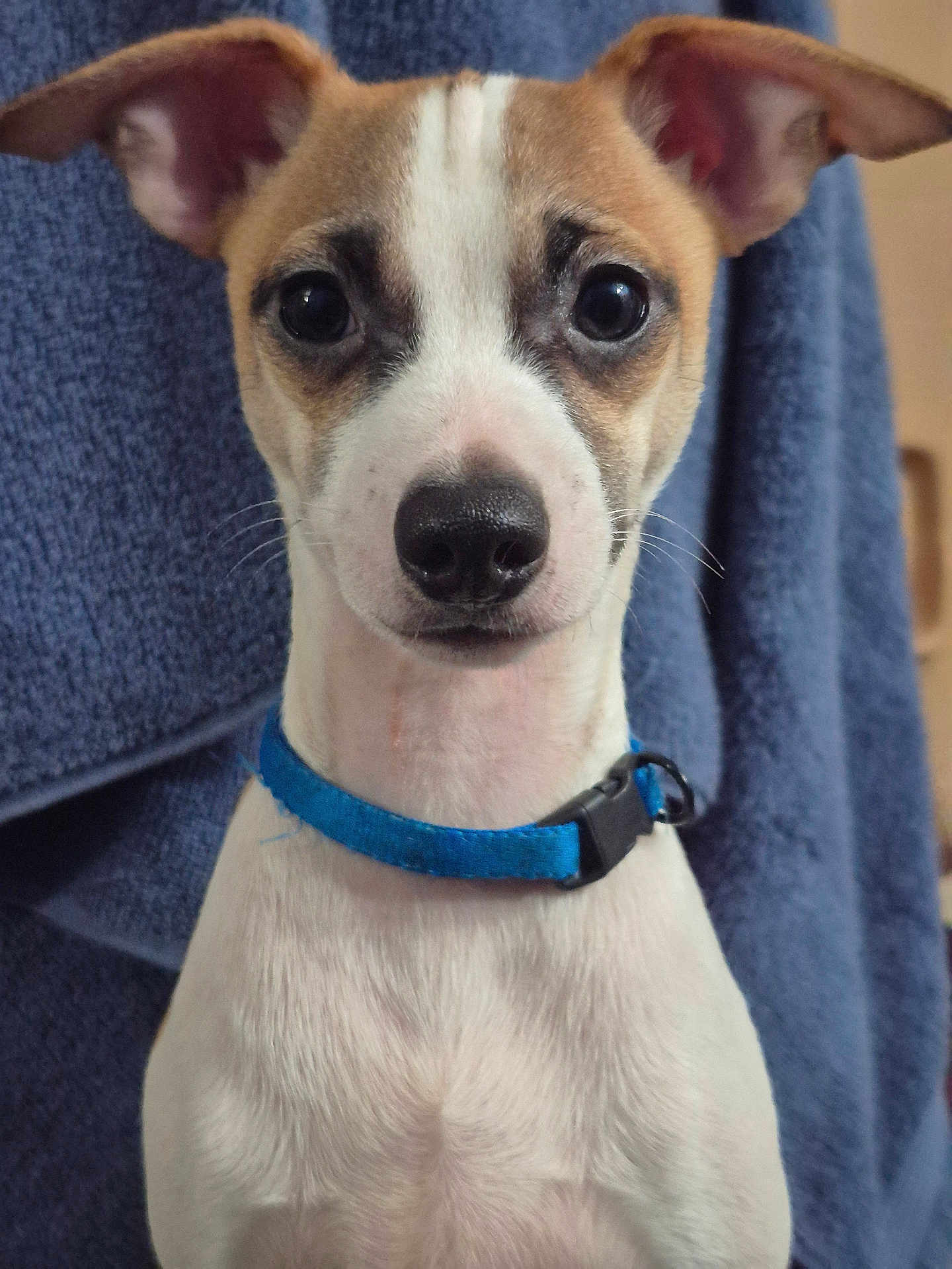 Tanner joined the competition — help win amazing prizes! puppy, dog, blue_collar, close_up, pet, animal, indoor, curious, ears, fur, face, nose, whiskers, portrait, looking, young_dog, canine, domestic_animal, brown_and_white, background