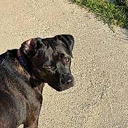 Sophie is registered to the contest to win money with this photo: dog, black_dog, outdoor, sidewalk, grass, collar, pet, canine, sunlight, animal, looking_back, pavement, nature, daylight, muzzle, ears, fur, walking, closeup, curious