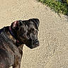 dog, black_dog, outdoor, sidewalk, grass, collar, pet, canine, sunlight, animal, looking_back, pavement, nature, daylight, muzzle, ears, fur, walking, closeup, curious
