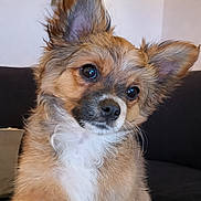 Bambi a rejoint le concours — aidez-le/la à gagner de superbes lots ! dog, puppy, fluffy, ears, curious, tilted_head, brown_fur, white_chest, couch, indoor, wall_art, pet, cute, animal, fur, face, sitting, domestic_animal, companion, portrait