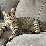 Reign joined the competition — help win amazing prizes! cat, tabby_cat, pet, feline, couch, sofa, indoor, relaxed, striped_fur, collar, yellow_collar, bell, green_eyes, whiskers, fur, paws, comfort, home, blanket, cozy