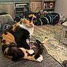 calico_cat, cat, pet, indoor, living_room, couch, television, football_game, bookshelf, dvd, cat_tunnel, floor, carpet, furniture, curious, green_eyes, sitting, relaxed, cozy, household
