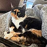 Lena joined the competition — help win amazing prizes! cat, calico_cat, pet, animal, indoor, blanket, gray_blanket, remote_control, resting, relaxed, fur, green_eyes, whiskers, paws, soft_texture, cozy, home, living_room, curious, cute