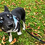 Anya a rejoint le concours — aidez-le/la à gagner de superbes lots ! animal, autumn_leaves, black_fur, blue_eyes, canine, close_up, curious, cute, dog, grass, harness, leash, nature, outdoor, pet, playful, puppy, walking, white_paws, young_dog