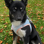 Anya a rejoint le concours — aidez-le/la à gagner de superbes lots ! animal, autumn_leaves, black_and_white, canine, cute, dog, ears, fur, grass, harness, leash, nature, outdoor, park, pet, playful, puppy, sitting, walk, young_dog