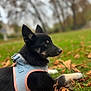 Anya participe au concours pour gagner de l'argent avec cette photo : alert, animal, autumn_leaves, black_and_white, blue_harness, canine, cute, dog, fall, focused, fur, grass, harness, nature, outdoor, park, pet, pink_trim, resting, side_view