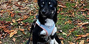 Anya a rejoint le concours — aidez-le/la à gagner de superbes lots ! animal, attentive, autumn, black_and_white, blue_eyes, cute, dog, fall, grass, harness, leash, leaves, nature, outdoor, park, pet, playful, puppy, sitting, young_dog