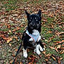 animal, attentive, autumn, black_and_white, blue_eyes, cute, dog, fall, grass, harness, leash, leaves, nature, outdoor, park, pet, playful, puppy, sitting, young_dog