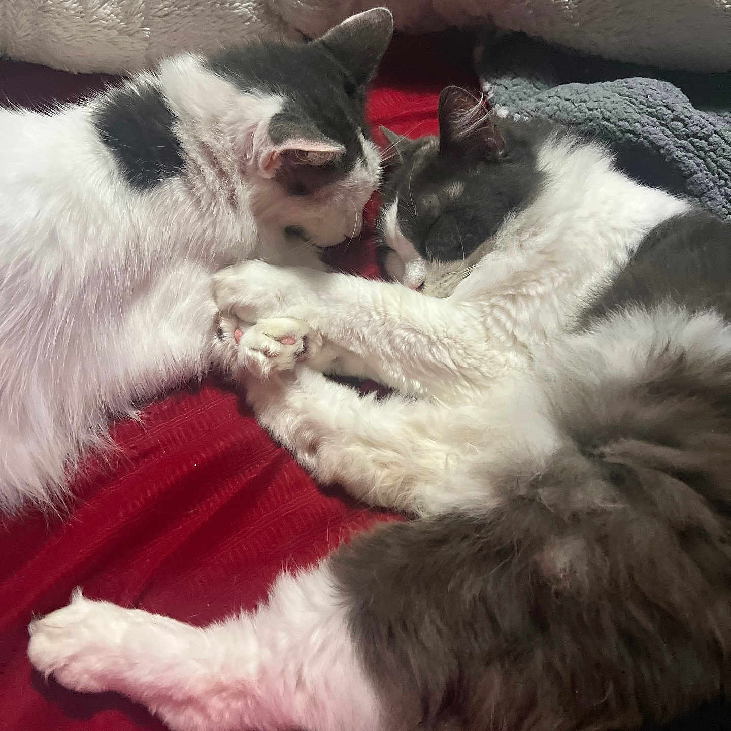 Dominocandy Laurie is registered to the contest to win money with this photo: animal, architecture, bed, bedroom, blanket, cat, couch, cushion, furniture, homedecor, indoors, kitten, linen, manx, person, pet, quilt, room, siamese, sleeping