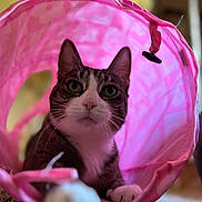 Mama Kitty joined the competition — help win amazing prizes! cat, pink, tunnel, toy, pet, animal, indoor, cute, curious, whiskers, fur, playful, closeup, portrait, domestic, kitten, face, eyes, paws, background_blur