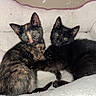 cat, kitten, animal, pets, tortoiseshell_cat, black_cat, cozy, bed, furry, cute, indoor, snuggling, pair, whiskers, ears, eyes, fur, resting, domestic, young