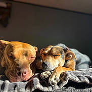 Lady Jane is registered to the contest to win money with this photo: dog, sleeping, sunlight, blanket, cozy, pet, animal, relaxed, indoor, resting, cute, friendship, companion, paw, napping, fur, warm, peaceful, two_dogs, closeup