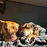 dog, sleeping, sunlight, blanket, cozy, pet, animal, relaxed, indoor, resting, cute, friendship, companion, paw, napping, fur, warm, peaceful, two_dogs, closeup