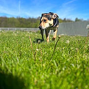 Tiny Girl joined the competition — help win amazing prizes! dog, grass, field, outdoor, blue_sky, nature, pet, canine, collar, walking, sunlight, greenery, daytime, animal, mammal, fence, curious, snout, ears, focus