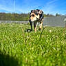 dog, grass, field, outdoor, blue_sky, nature, pet, canine, collar, walking, sunlight, greenery, daytime, animal, mammal, fence, curious, snout, ears, focus