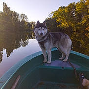 Link a rejoint le concours — aidez-le/la à gagner de superbes lots ! dog, siberian_husky, boat, canoe, lake, water, outdoors, autumn, trees, forest, reflection, sunset, golden_hour, nature, landscape, pet, harness, standing, scenic, calm