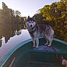 dog, siberian_husky, boat, canoe, lake, water, outdoors, autumn, trees, forest, reflection, sunset, golden_hour, nature, landscape, pet, harness, standing, scenic, calm