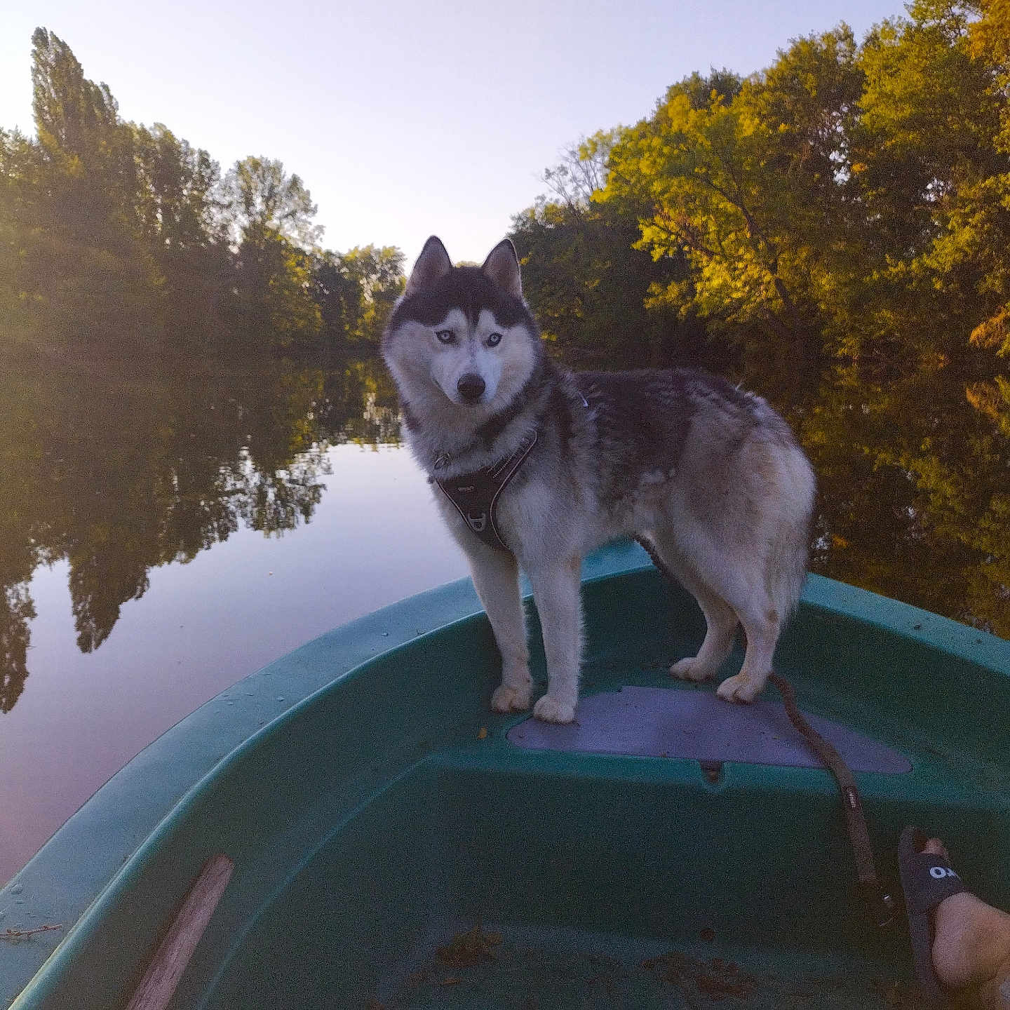 Link a rejoint le concours — aidez-le/la à gagner de superbes lots ! dog, siberian_husky, boat, canoe, lake, water, outdoors, autumn, trees, forest, reflection, sunset, golden_hour, nature, landscape, pet, harness, standing, scenic, calm