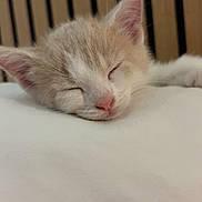 Mylan participe au concours pour gagner de l'argent avec cette photo : animal, bed, bedding, cat, closed_eyes, cozy, cream_colored, cute, ears, fluffy, indoors, kitten, peaceful, pet, pink_nose, portrait, resting, sleeping, whiskers, wooden_background