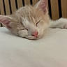 animal, bed, bedding, cat, closed_eyes, cozy, cream_colored, cute, ears, fluffy, indoors, kitten, peaceful, pet, pink_nose, portrait, resting, sleeping, whiskers, wooden_background