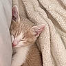 Mylan participe au concours pour gagner de l'argent avec cette photo : kitten, cat, sleeping, sleepy, cute, ginger, white, furry, animal, pet, face, closed_eyes, pink_nose, whiskers, blanket, pillow, cozy, indoors, bed, portrait