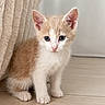 Mylan a rejoint le concours — aidez-le/la à gagner de superbes lots ! kitten, cat, orange_and_white, sitting, indoors, wooden_floor, curtain, portrait, pet, feline, blue_eyes, fluffy, small, cute, animal, whiskers, ears, paws, home, photography