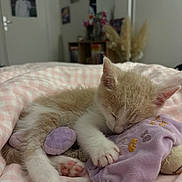 Mylan participe au concours pour gagner de l'argent avec cette photo : kitten, cat, sleeping, cream_fur, white_fur, pink_blanket, plush_toy, bed, indoors, cute, peaceful, relaxed, paw, whiskers, ears, animal, pet, cozy, portrait, bedroom