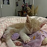 kitten, cat, sleeping, cream_fur, white_fur, pink_blanket, plush_toy, bed, indoors, cute, peaceful, relaxed, paw, whiskers, ears, animal, pet, cozy, portrait, bedroom