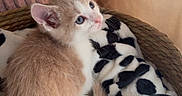 Mylan participe au concours pour gagner de l'argent avec cette photo : kitten, cat, blue_eyes, curled_up, sleeping_area, blanket, spotted_blanket, cozy, indoor, cushion, curtain, soft_fur, white_fur, tan_fur, black_spots, pet, cute, relaxed, portrait, warm_lighting