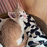 kitten, cat, blue_eyes, curled_up, sleeping_area, blanket, spotted_blanket, cozy, indoor, cushion, curtain, soft_fur, white_fur, tan_fur, black_spots, pet, cute, relaxed, portrait, warm_lighting