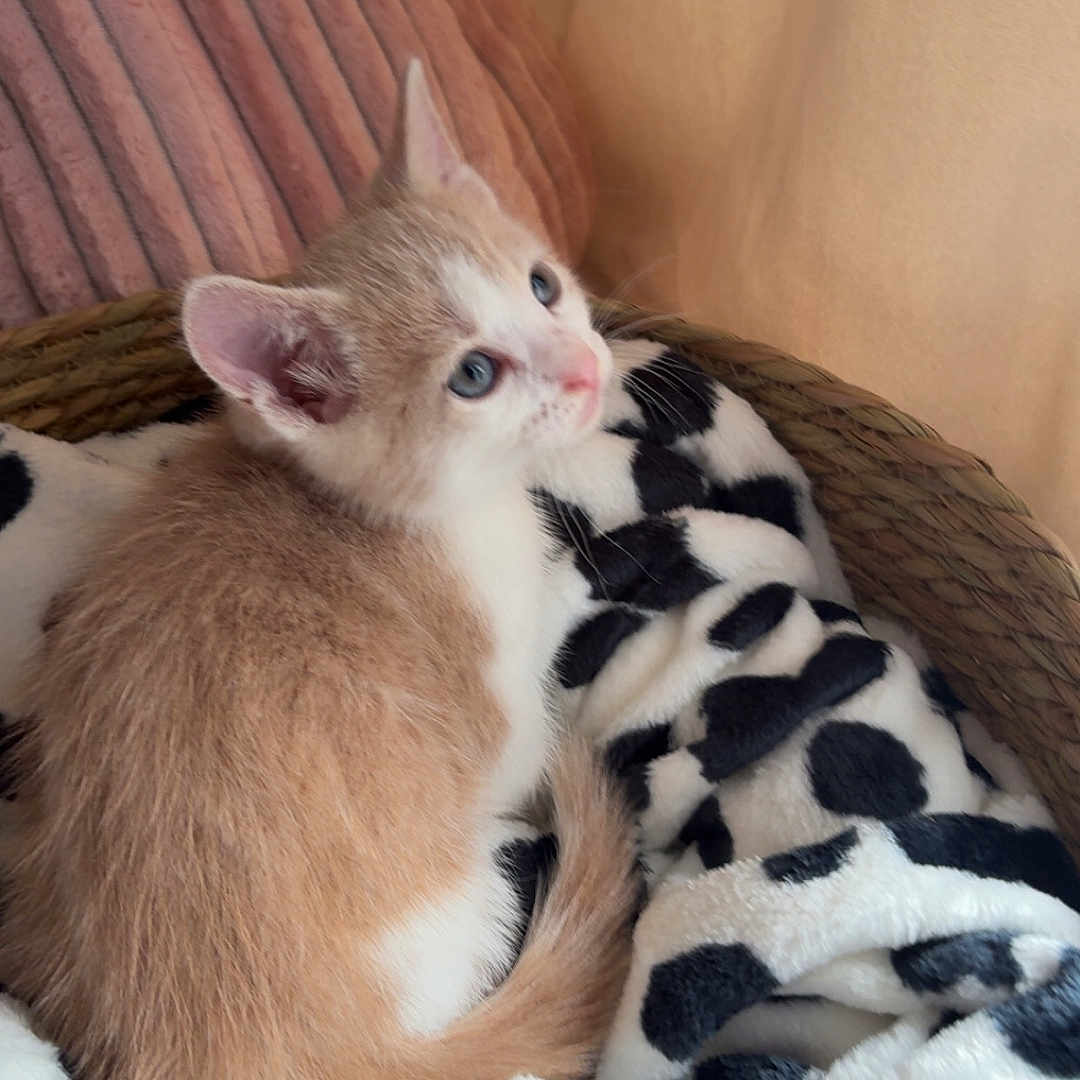 Mylan participe au concours pour gagner de l'argent avec cette photo : kitten, cat, blue_eyes, curled_up, sleeping_area, blanket, spotted_blanket, cozy, indoor, cushion, curtain, soft_fur, white_fur, tan_fur, black_spots, pet, cute, relaxed, portrait, warm_lighting