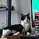 Nibbler