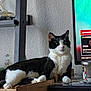 black_and_white, cardboard_box, cat, cozy, curiosity, domestic_animal, electronics, furniture, glassware, home, indoor, pet, portrait, relaxed, resting, screen, shelf, table, television, wall