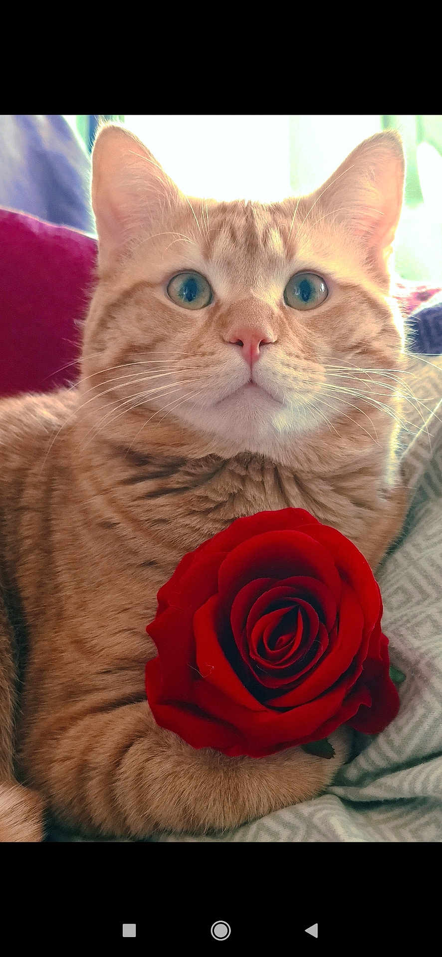 Tenko a rejoint le concours — aidez-le/la à gagner de superbes lots ! cat, ginger_cat, rose, flower, pet, animal, closeup, whiskers, paw, cute, indoor, feline, soft_fur, portrait, relaxed, domestic_cat, fluffy, nose, ears, eyes