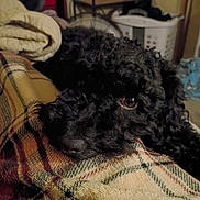 Blitz joined the competition — help win amazing prizes! black_dog, blanket, closeup, companion, cozy, curly_fur, dog, eye, furniture, home_interior, indoor, laundry_basket, nose, pet, plaid_blanket, poodle, resting, sleeping, sofa, textured_fabric