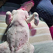 Ivy is registered to the contest to win money with this photo: dog, lying_down, belly_up, spotted, collar, blanket, striped, person, clothing, pants, checkered, indoor, relaxed, pet, resting, paw, fur, pink_light, cozy, bed