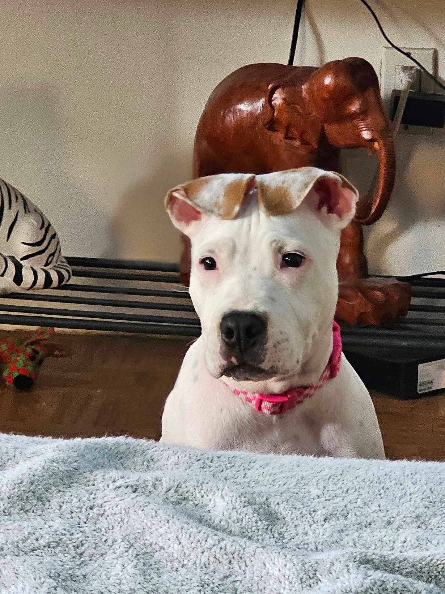 Ivy joined the competition — help win amazing prizes! dog, white_dog, pink_collar, blanket, wooden_elephant, decor, indoor, pet, animal, curious, floor, furniture, statue, ears, face, snout, eyes, head, domestic_animal, cute