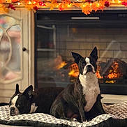 Maggie is registered to the contest to win money with this photo: boston_terrier, dog, pet, indoors, fireplace, dog_bed, checkered_pattern, autumn_decor, string_lights, cozy, relaxing, carpet, black_and_white, resting, sitting, warm_lighting, home_interior, decorative_leaves, furniture, animal