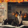 boston_terrier, dog, pet, indoors, fireplace, dog_bed, checkered_pattern, autumn_decor, string_lights, cozy, relaxing, carpet, black_and_white, resting, sitting, warm_lighting, home_interior, decorative_leaves, furniture, animal