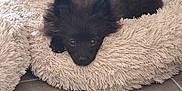 Yuna participe au concours pour gagner de l'argent avec cette photo : adorable, animal, black_fur, canine, companion, cozy, cute, dog, floor, fluffy, fur, indoor, pet, pet_bed, puppy, relaxed, resting, sleepy, small_dog, soft