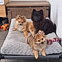 Suki participe au concours pour gagner de l'argent avec cette photo : adorable, animal, cozy, curious, cute, dog_bed, floor_tiles, fluffy, fur, grey_bed, home, indoor, looking, pet, puppies, resting, small_dogs, three_puppies, toys, wooden_chest
