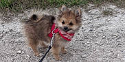 Suki a rejoint le concours — aidez-le/la à gagner de superbes lots ! adorable, animal, bandana, canine, companion, curious, cute, dog, fluffy, grass, gravel, harness, leash, nature, outdoor, pet, puppy, small_dog, walking, young_dog