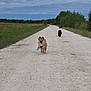 animal, canine, clouds, daytime, dog, dogs, field, grass, gravel_road, happy, landscape, nature, outdoor, pet, running, rural, sky, small_dog, trees, walking