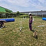 Yumi participe au concours pour gagner de l'argent avec cette photo : activity, agility_course, blue, building, casual, dog, exercise, fence, field, grass, green, jump, leash, obstacle, outdoor, person, small_dog, sunny, training, tunnel