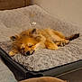Yumi participe au concours pour gagner de l'argent avec cette photo : animal, bed, canine, comfort, cozy, cute, dog, fluffy, fur, indoor, mammal, nap, paw, peaceful, pet, quiet, relaxation, resting, sleeping, small_dog