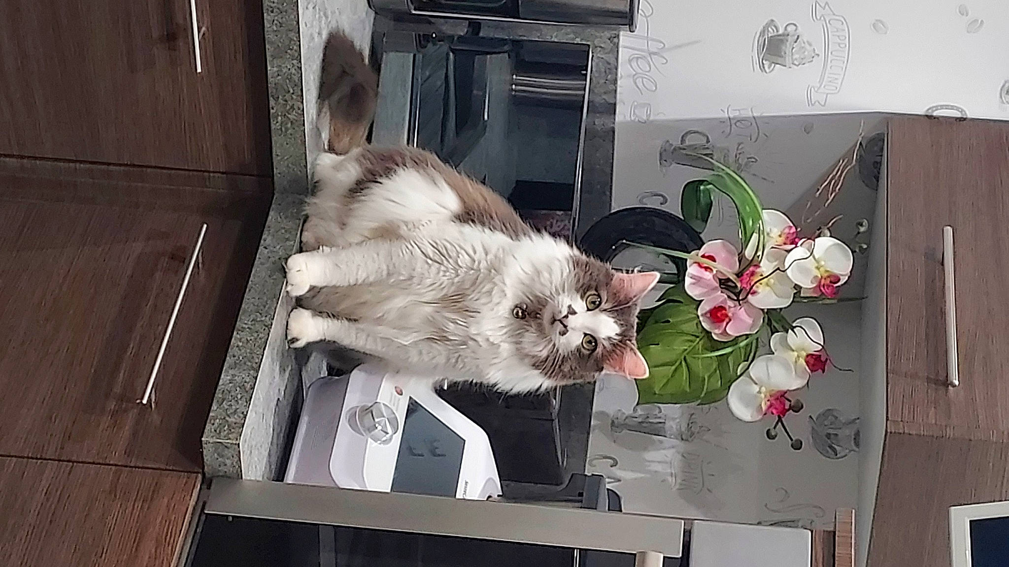 Precieuse a rejoint le concours — aidez-le/la à gagner de superbes lots ! art, artificial_flower, carnivore, cat, creative_arts, domestic_short_haired_cat, felidae, floral_design, flower, flower_arranging, fur, herbaceous_plant, paw, petal, plant, room, small_to_medium_sized_cats, tail, whiskers, window