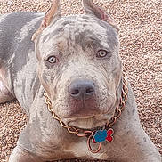 Smoke joined the competition — help win amazing prizes! dog, canine, pet, lying_down, gray, white, collar, chain, tags, outdoor, gravel, closeup, portrait, animal, ears_up, looking_at_camera, muzzle, fur, domestic_animal, companion