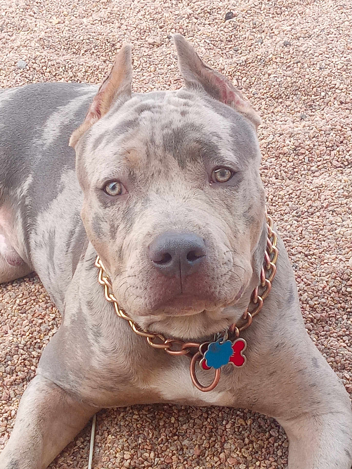 Smoke joined the competition — help win amazing prizes! dog, canine, pet, lying_down, gray, white, collar, chain, tags, outdoor, gravel, closeup, portrait, animal, ears_up, looking_at_camera, muzzle, fur, domestic_animal, companion
